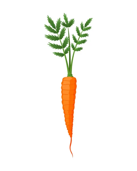 Zanahorias con hojas en la parte superior y raíz naranja. Caricatura fresca zanahoria joven. Alimento vegetal saludable. Ilustración vectorial sobre fondo blanco aislado — Vector de stock