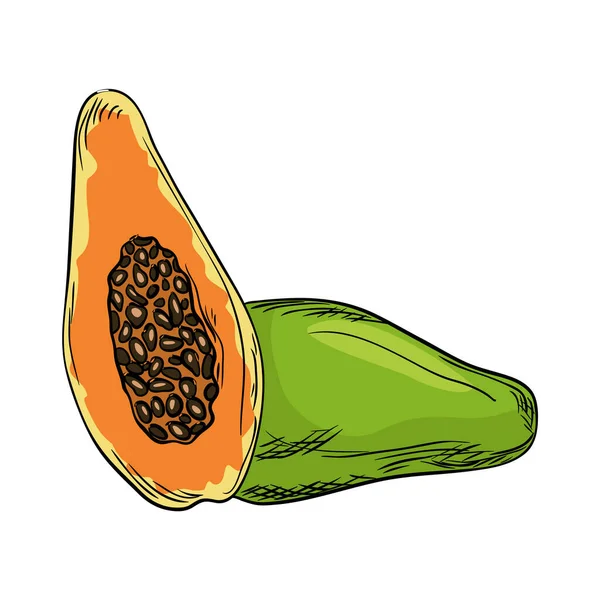 Watercolor eco frut. Line painted papaya. Colored line sketch of papaya on a white background. Hand drawn fresh food design element in vector — Wektor stockowy