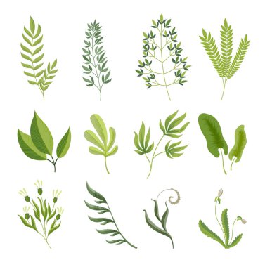 Yeşillik dalları. Yeşil gerçekçi bahar çimeni. Tropikal soyut izole sembollerin egzotik bitki koleksiyonu. Doğal çim çalılarının farklı desenleri