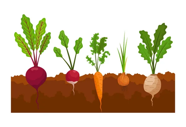 Sayuran tumbuh di tanah. Tanaman menunjukkan struktur akar di bawah permukaan tanah. Produk pertanian untuk menu restoran atau label pasar. Makanan organik dan sehat - Stok Vektor