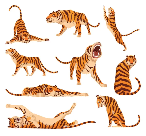 Collection de grands tigres adultes. Animaux de la faune. Gros chats. Des mammifères prédateurs. dessin animé peint animaux design. Illustration vectorielle plate isolée sur fond blanc — Image vectorielle