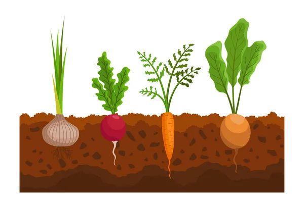 Sayuran tumbuh di tanah. Tanaman menunjukkan struktur akar di bawah permukaan tanah. Produk pertanian untuk menu restoran atau label pasar. Makanan organik dan sehat - Stok Vektor