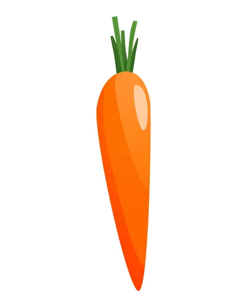 Zanahorias con hojas en la parte superior y raíz naranja. Caricatura fresca zanahoria joven. Alimento vegetal saludable. Ilustración vectorial sobre fondo blanco aislado — Vector de stock