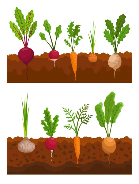 Sayuran tumbuh di tanah. Tanaman menunjukkan struktur akar. Produk pertanian untuk menu restoran atau label pasar. Makanan organik dan sehat - Stok Vektor