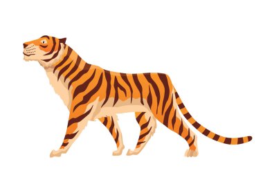 Yetişkin büyük kaplan. Vahşi hayattan tatlı bir hayvan. Büyük kedi. Yırtıcı memeli. Boyalı hayvan tasarımı. Düz vektör çizimi beyaz arkaplanda izole edildi