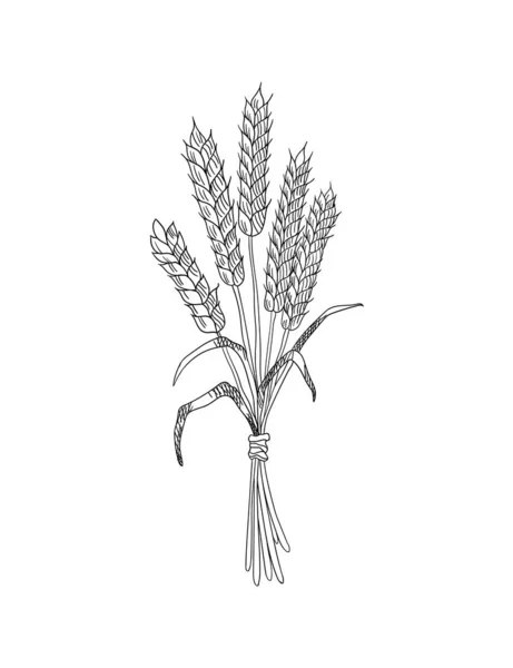 小麦の粒スケッチ。手で小麦の黒と白の耳を描いた。穀物農業、有機農業、健康的な食品のシンボル。食品パッケージまたはベーカリーデザイン要素のベクトルデザインテンプレート — ストックベクタ