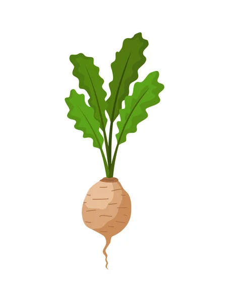 Şalgam sebzesi yetiştiriyor. Kök yapısını gösteren bir bitki. Restoran menüsü ya da market etiketi için tarım ürünü. Organik ve sağlıklı yiyecekler. — Stok Vektör