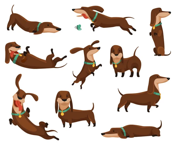 Grupo de perros salchicha. Lindos personajes divertidos retrato en diferentes poses. Mascotas de patas cortas con cuerpo largo. Ilustración vectorial de dibujos animados adorable — Vector de stock