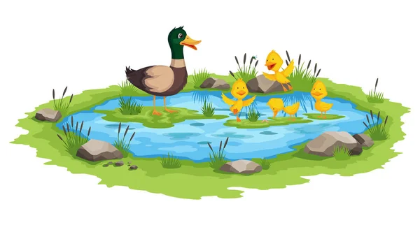 El pato madre y los patitos nadan en el agua del estanque. Dibujos animados pájaro salvaje con lindos bebés amarillos. Familia de pato ilustración vector de dibujos animados — Archivo Imágenes Vectoriales