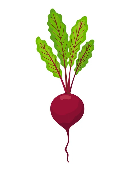 Beet vegetables growing. Plant showing root structure. Farm product for restaurant menu or market label. Organic and healthy food — Stock Vector