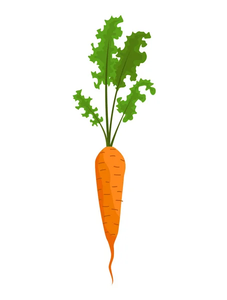 Carrot vegetables growing. Plant showing root structure. Farm product for restaurant menu or market label. Organic and healthy food — Stock Vector