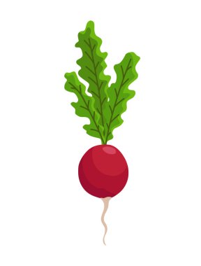 Turp pancarı sebze yetiştiriyor. Kök yapısını gösteren bir bitki. Restoran menüsü ya da market etiketi için tarım ürünü. Organik ve sağlıklı yiyecekler.