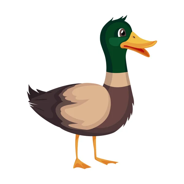 Mother or male mallard duck. Cute cartoon bird in cartoon style. Vector illustration on white background — Stock Vector