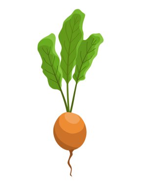 Şeker pancarı sebze yetiştiriyor. Kök yapısını gösteren bir bitki. Restoran menüsü ya da market etiketi için tarım ürünü. Organik ve sağlıklı yiyecekler.