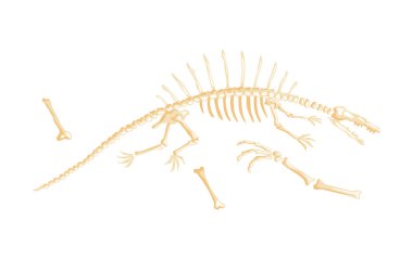Dinozor iskelet çizimi. Dinozor iskeletleri, dinozorlar, fosillerin yan görünüşü izole edilmiş. Antika hayvanlar kafatası ve kemikler. Antik yaratık canavar müzesi.