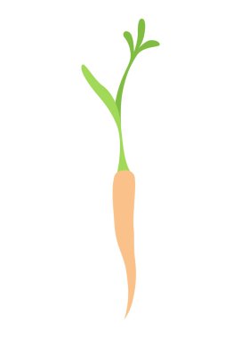 Havuç yaşam döngüsü elementi. Üzerinde yapraklar ve portakal kökü olan havuç. Taze çizgi film, genç havuç. Sağlıklı sebze yemeği. İzole edilmiş beyaz arkaplanda vektör illüstrasyonu.