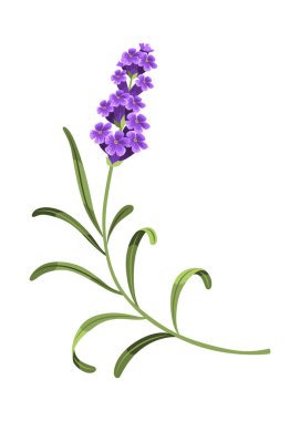 Lavanta. Lavantanın vektör çizimi, beyaz arka planda Provence çiçekleri. Lavanta çiçeklerinin elementi.