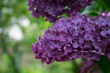 Yağmurdan sonra ıslak leylak çiçekleri