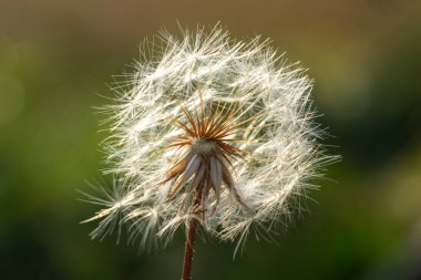 Güneşli bir günde tüylü bir karahindiba