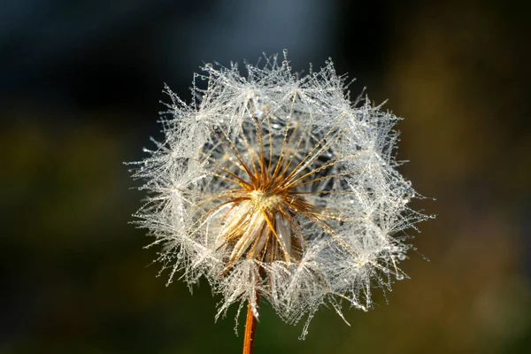 Paardebloem Met Iriserende Waterdruppels Zon — Stockfoto