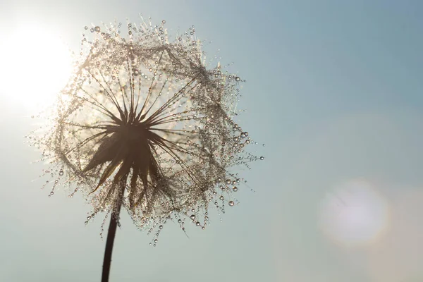 Paardebloem Met Iriserende Waterdruppels Zon — Stockfoto