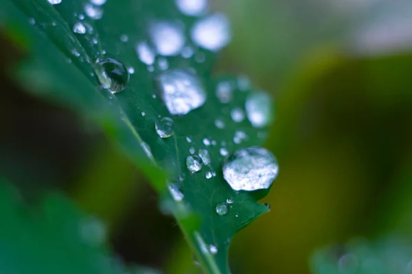 Muchas Gotas Agua Sobre Hierba Verde —  Fotos de Stock