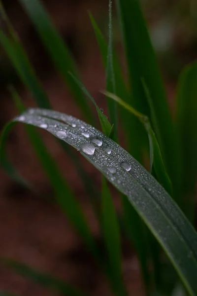 Muitas Gotas Água Grama Verde — Fotografia de Stock