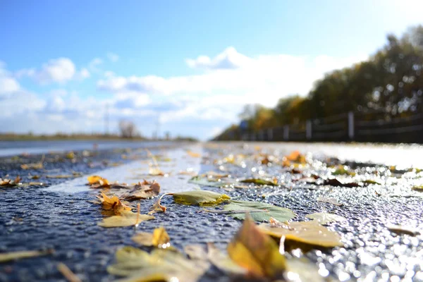 Feuilles Jaunies Sur Asphalte Humide Par Une Journée Ensoleillée Automne — Photo