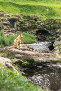 Kızıl bir kedi serin bir derenin yanında durup sakin manzaranın tadını çıkarıyor. Doğa ya da evcil hayvan temalı projeler için mükemmel.