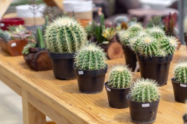Kırsal ahşap bir masa üzerine yerleştirilmiş küçük kaktüslerin büyüleyici bir koleksiyonu. Ev ya da ofis dekorasyonu için mükemmel..