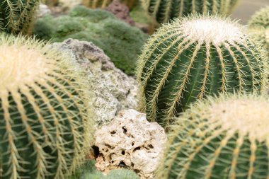 Canlı altın varil kaktüsleri dokulu kayalar ve yemyeşil çimenlikler arasında gelişir. Dayanıklı çöl güzelliğini çarpıcı detaylarıyla gözler önüne serer..