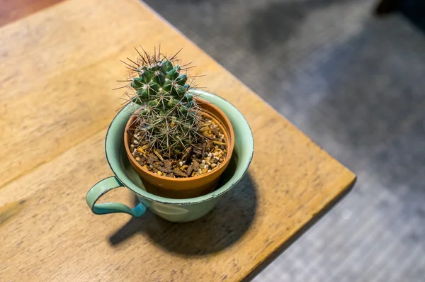 Kaktüs Kupası tablo