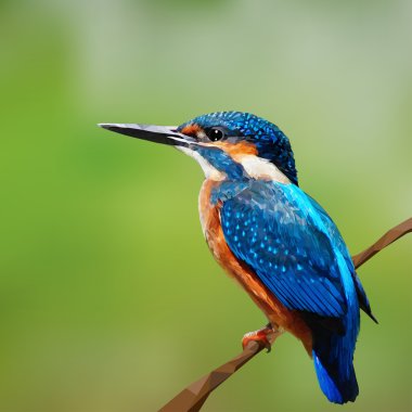 Vector realistic polygon kingfisher clipart