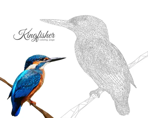 Ilustracja Wektora Kingfisher Farbowanie Strony Stylu Low Poly — Wektor stockowy