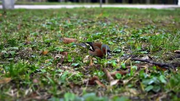 Finch într-un parc în primăvară — Videoclip de stoc