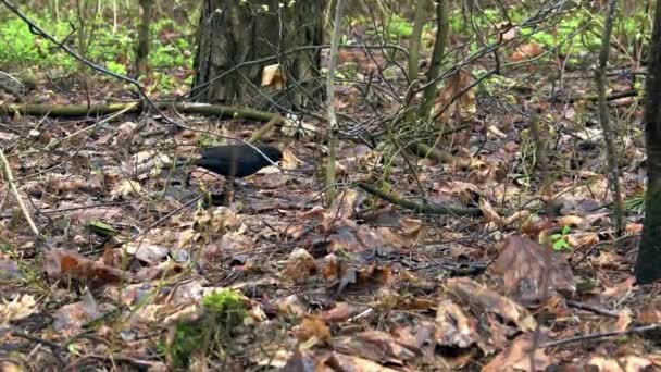 Starling fågel i skogen — Stockvideo