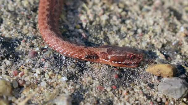 Les fourmis explorent un serpent mort 