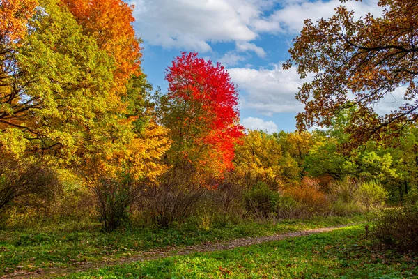 Солнечный Луг Осенними Деревьями Парке Зеленая Трава Цветные Деревья Стоковое Фото
