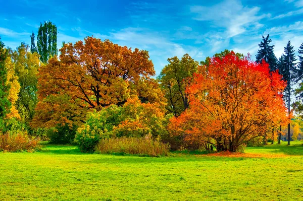 Sonnige Wiese Mit Herbstbäumen Park Grünes Gras Farbige Bäume Stockbild