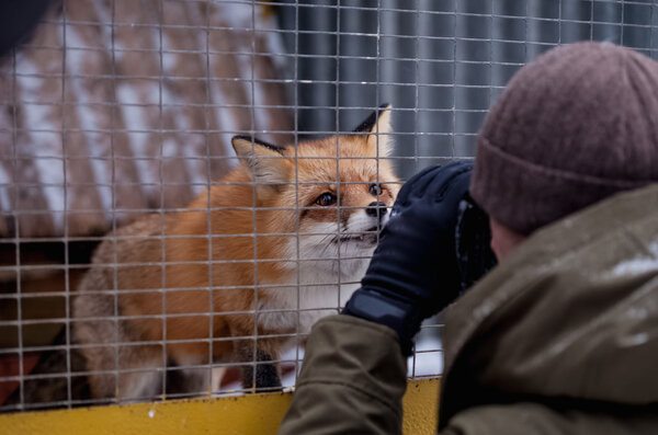 red fox in a zoo