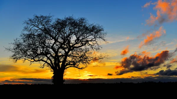 Árvore de carvalho e céu de pôr do sol — Fotografia de Stock