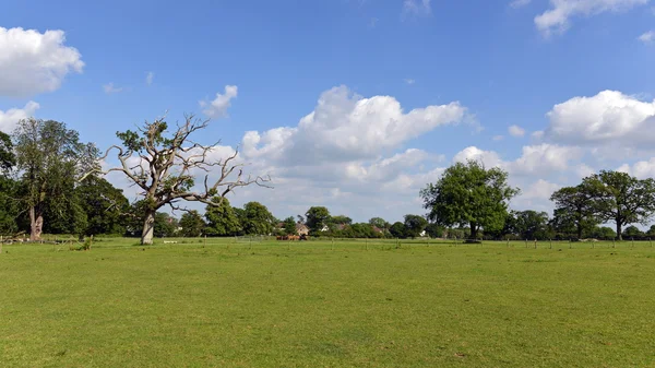 Vista de un parque — Foto de stock © lcswart #56003879