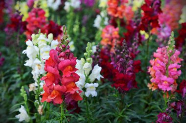 Renkli Flowerbed arka plan