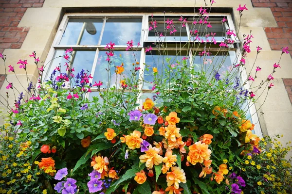 Beautiful Flowers in a Window — Stock Photo, Image