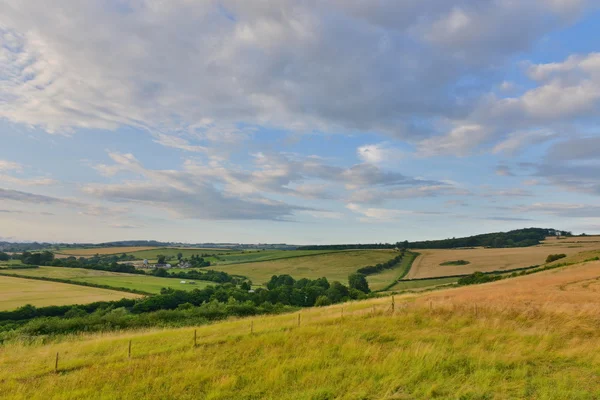 Ländliche Landschaft Ansicht des Weizenanbaus — Stockfoto