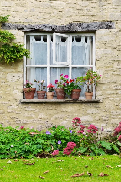 Hermosas flores en una ventana — Foto de Stock