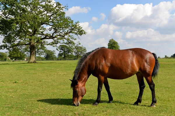 Каштановый конь на зеленом лугу — стоковое фото