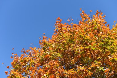 Mavi gökyüzü karşı ağacı