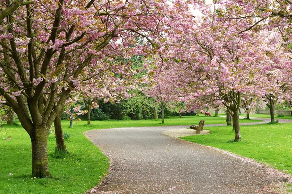 Vista primaveral de un sinuoso camino de jardín —  Fotos de Stock