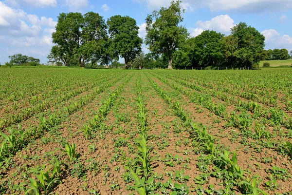 Crops Growing in Rows on Field Stock Photo